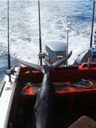 Oliver sein erster Marlin 146 kg, zwei Wochen vor dem Rekordfisch, 2000